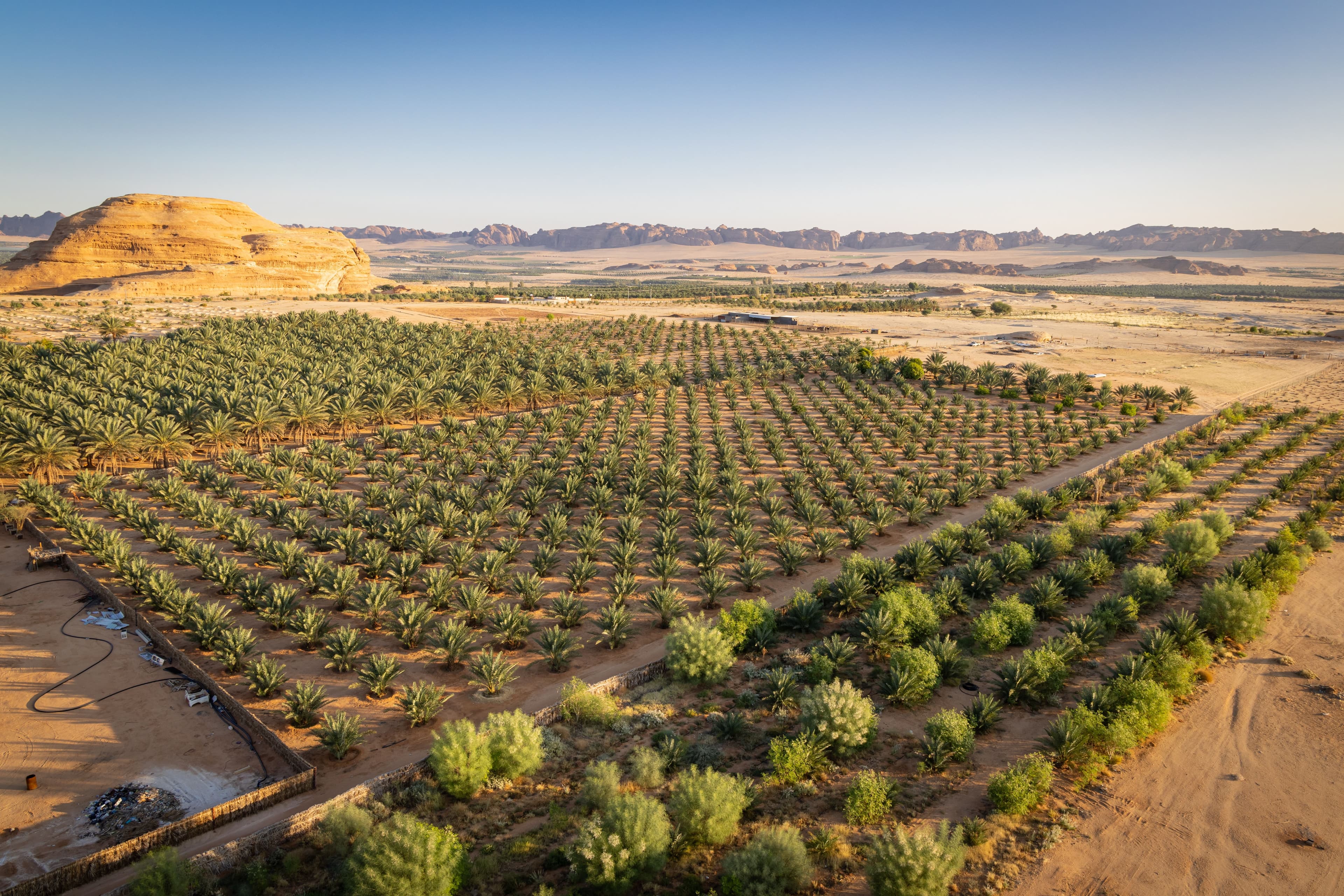 Saudi Farming
